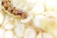 corn-earworm