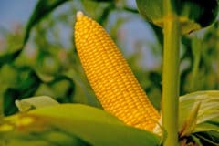 corn-harvest
