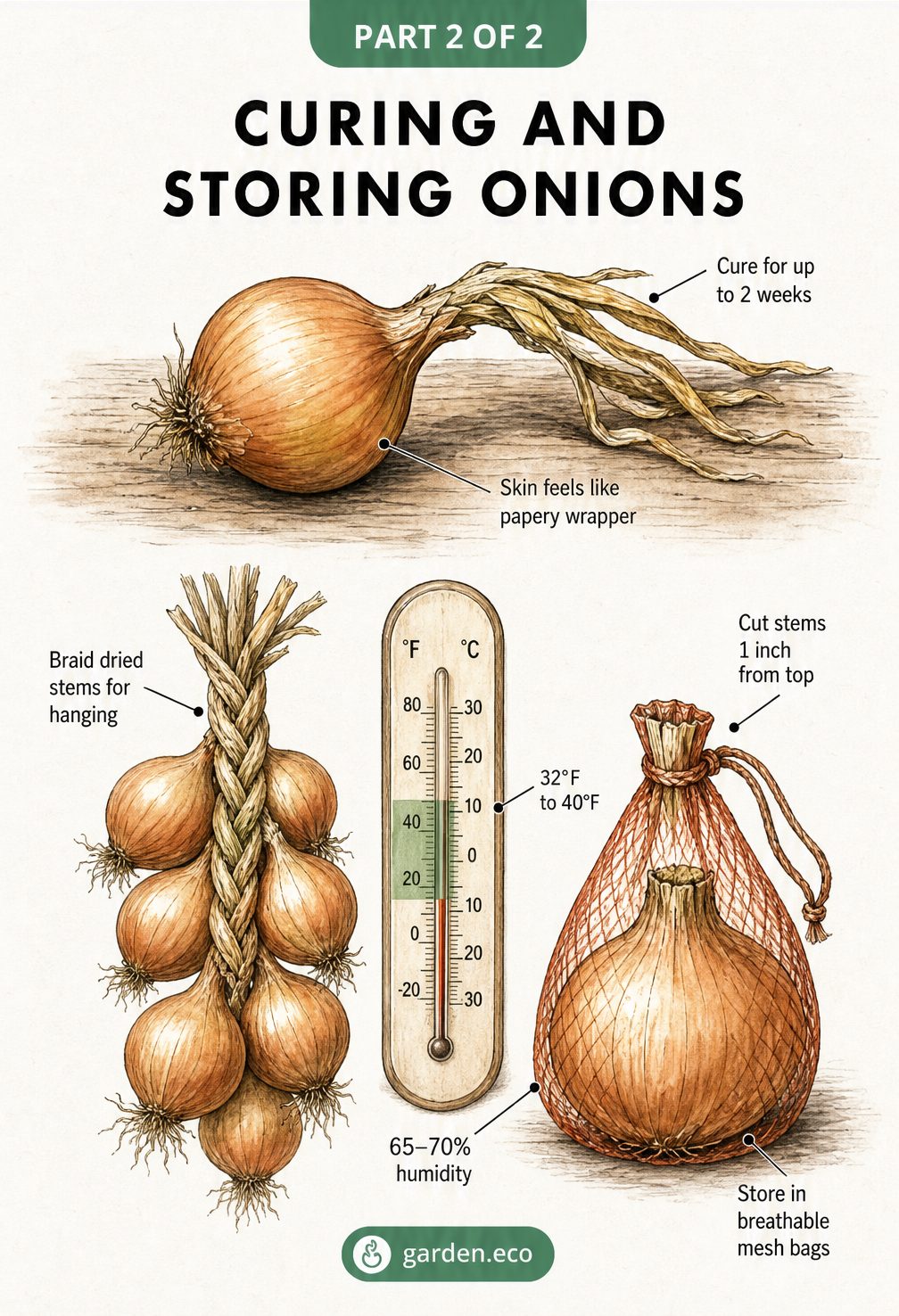 Illustration showing how to cure onions for up to 2 weeks and store them in mesh bags or braided chains at 32 to 40 degrees Fahrenheit