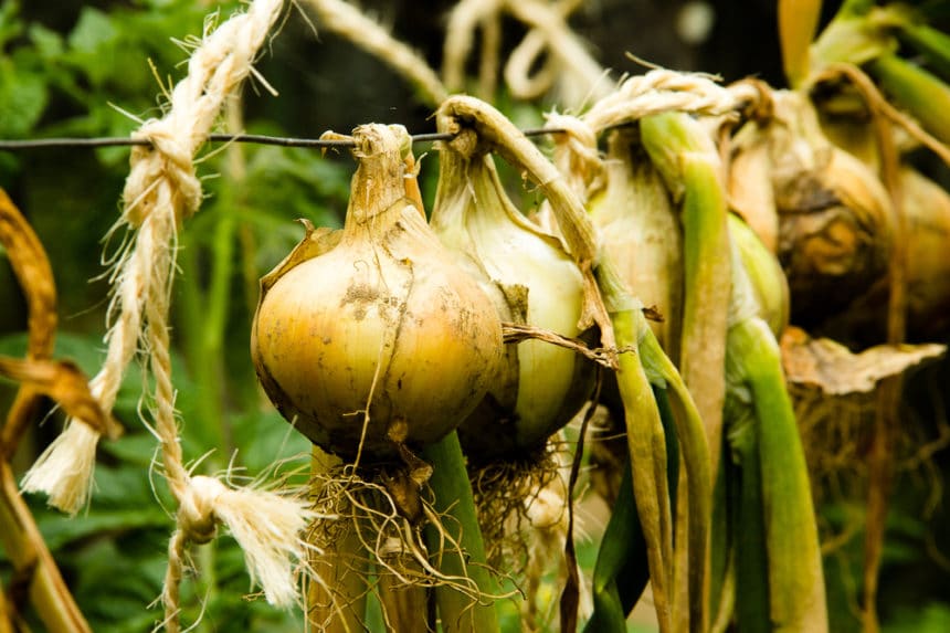 Multiplying Onions » Top Planting & Growing Tips