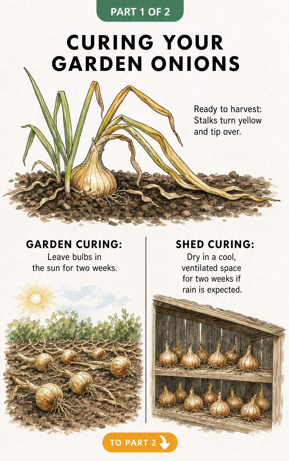 Illustration showing when to harvest onions with yellow stalks and comparing garden curing in the sun versus shed curing on a wooden shelf.