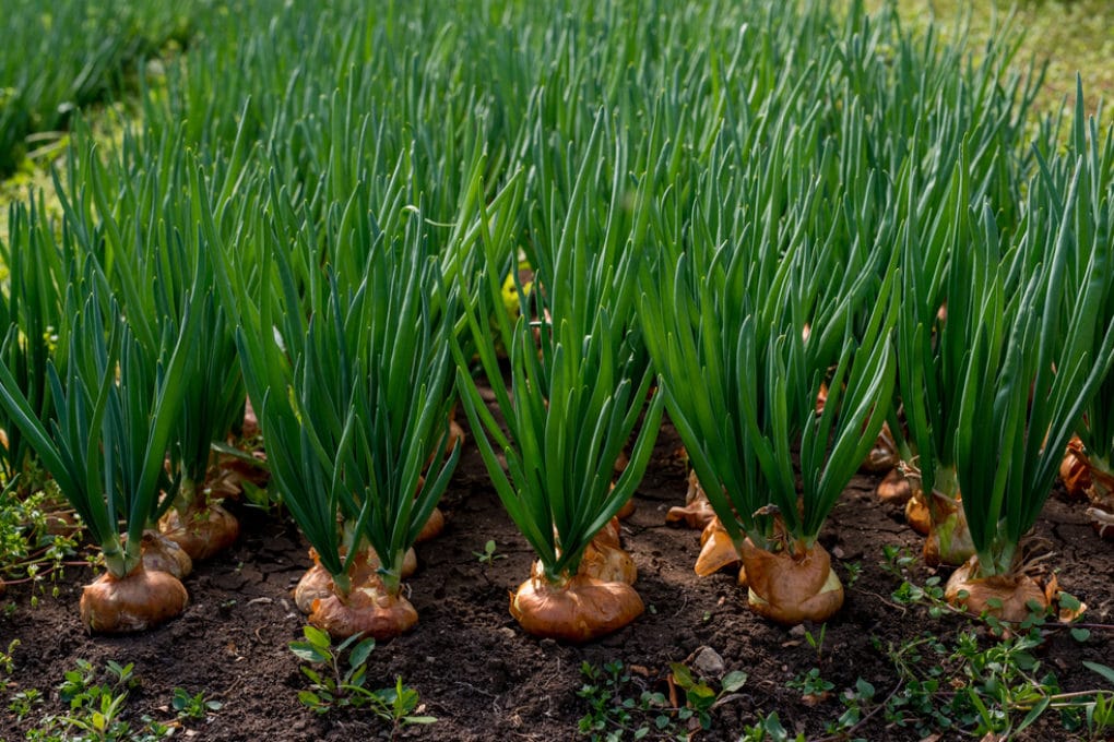 Replanting Onions Is Easy As Pie replanting-onions-is-easy-as-pie