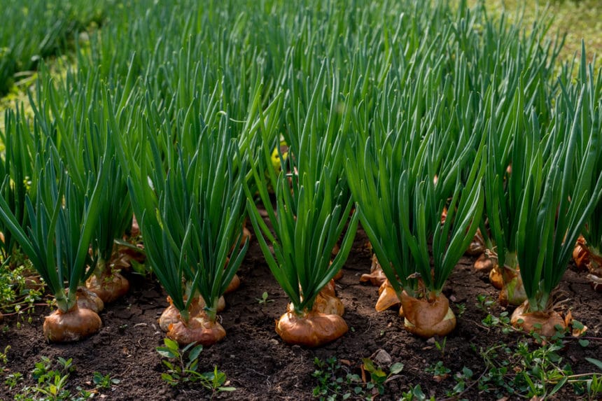 Where Do Onions Grow Top Facts Tips