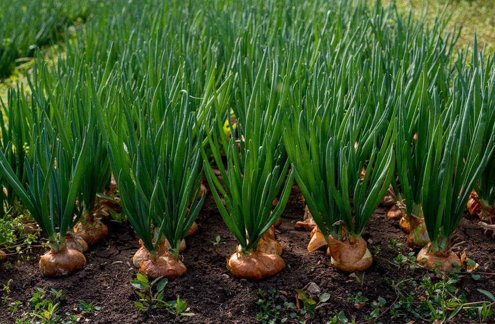 Is Onion Grow Underground  