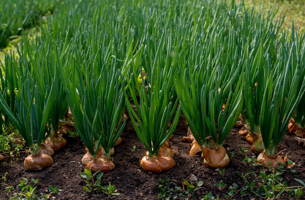 Do Onions Grow Underground Top Tips Facts