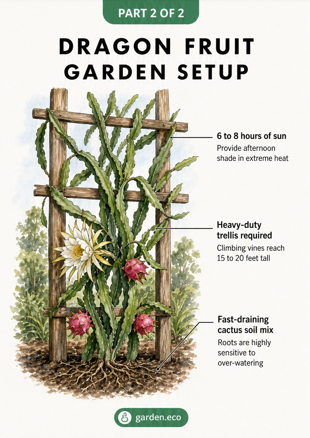 Illustration of a mature dragon fruit plant on a heavy-duty wooden trellis, detailing sunlight, support, and soil requirements.