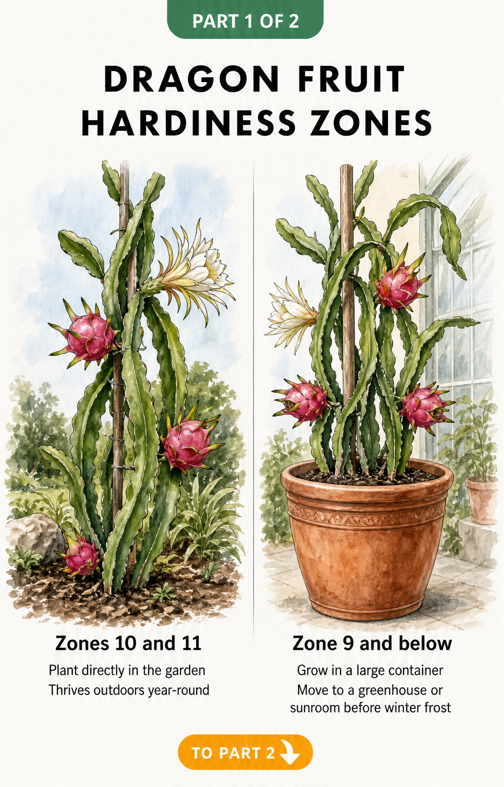 Botanical illustration showing dragon fruit growing outdoors in zones 10 and 11, and in a terracotta pot for zone 9 and below.