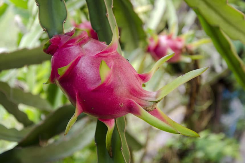 Where Does Dragon Fruit Grow? » Top Facts & Tips