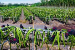 dragon-fruit-trellis