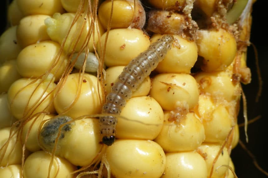 European Corn Borer » Tips on Identification & Control