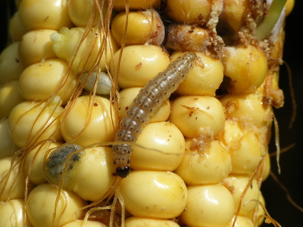 European Corn Borer » Tips on Identification & Control