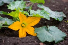 female-zucchini-flowers