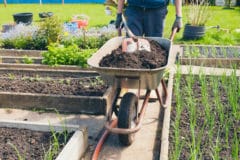 fertilizing-onions