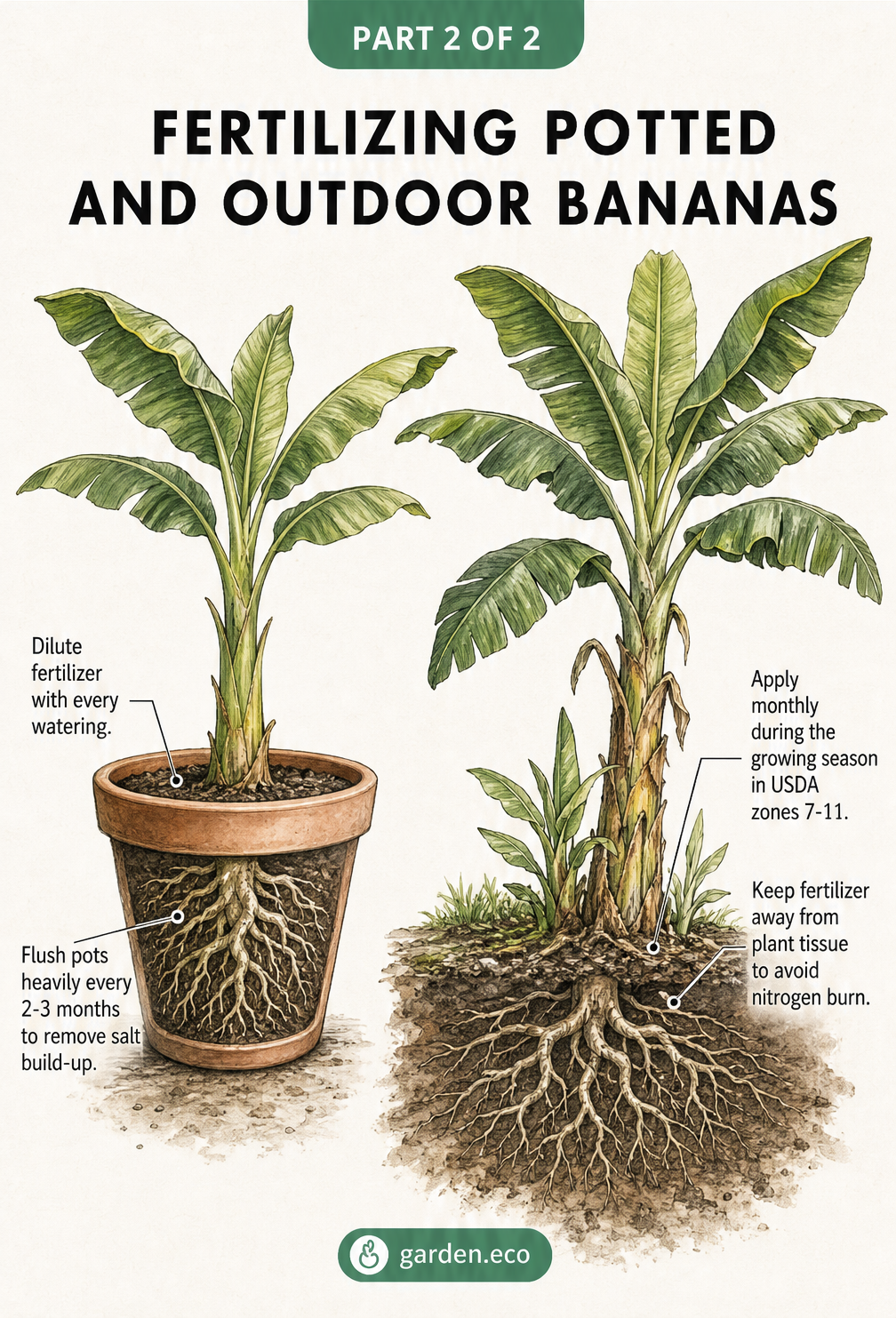 Botanical illustration comparing fertilizer application for potted banana trees versus outdoor garden banana plants