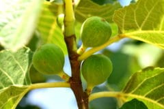 fig-tree-care