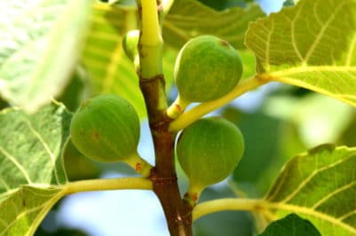 fig-tree-care