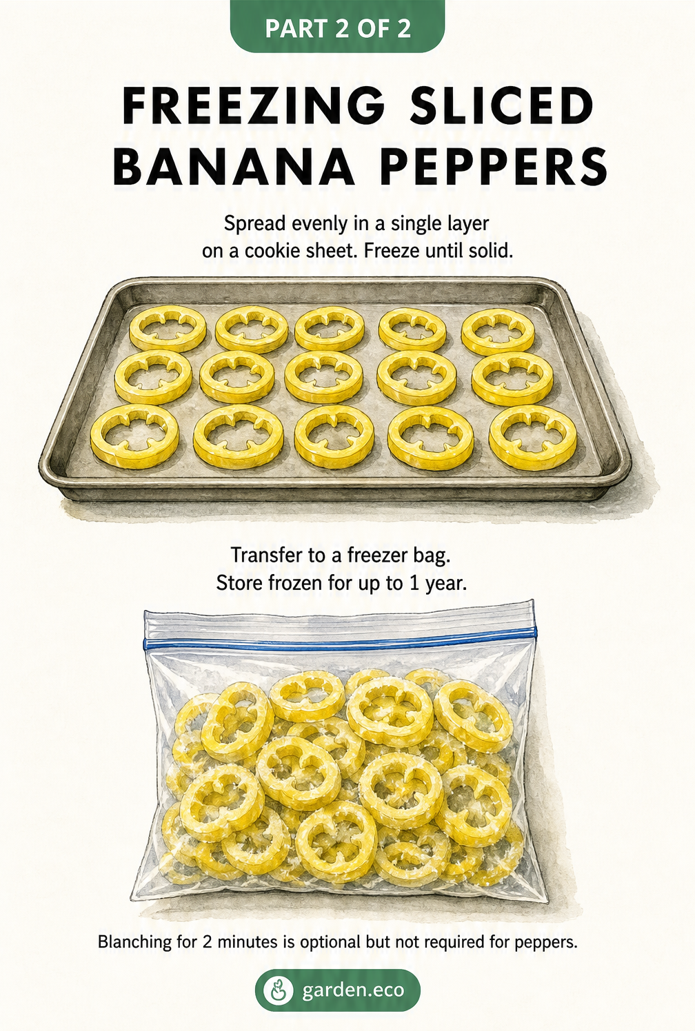 Illustration showing how to flash freeze sliced banana peppers on a cookie sheet before transferring them to a freezer bag.