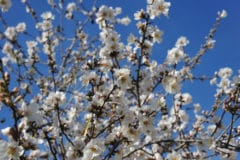 flowering-almond