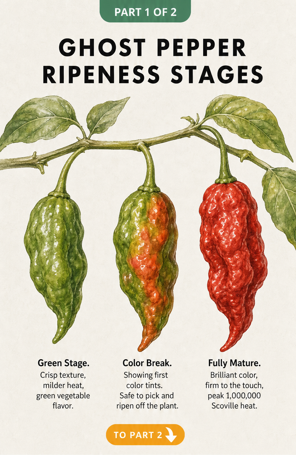 Watercolor illustration showing three ripeness stages of a ghost pepper on a branch: green, color break, and fully mature red.
