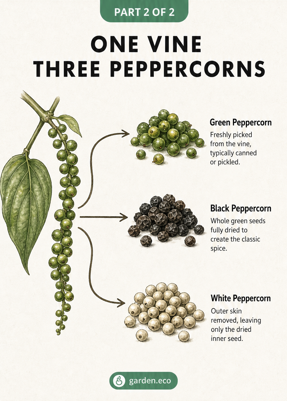 Illustration showing how one black pepper vine produces green, black, and white peppercorns depending on how the fresh berries are processed.