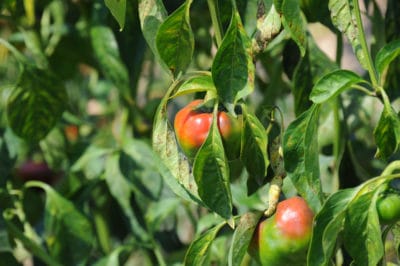 green-pepper-turning-red