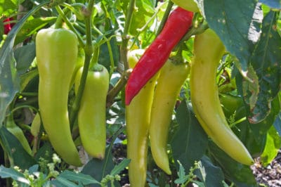 growing-banana-peppers