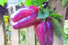 growing-bell-peppers