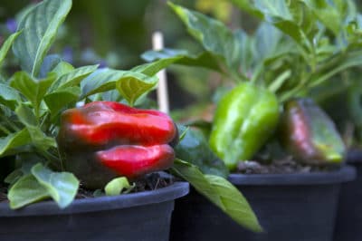 growing-bell-peppers-in-pots