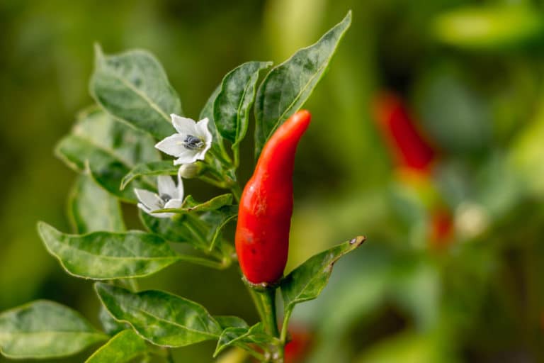 Growing Serrano Peppers » All The Top Tips