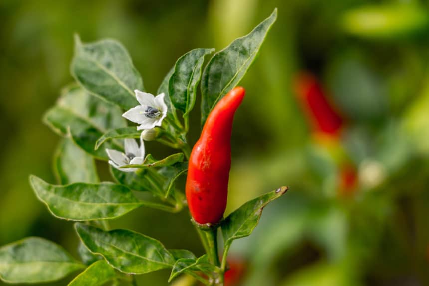 Thai Chili Plant » Tips for Growing Some Spicy Flavor