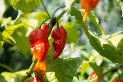 growing-ghost-peppers