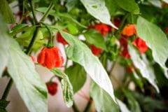 growing-habanero-peppers
