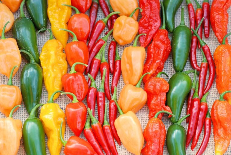 Growing Habanero Peppers » Top Tips for Success