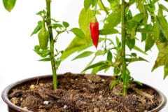 growing-hot-peppers-in-pots