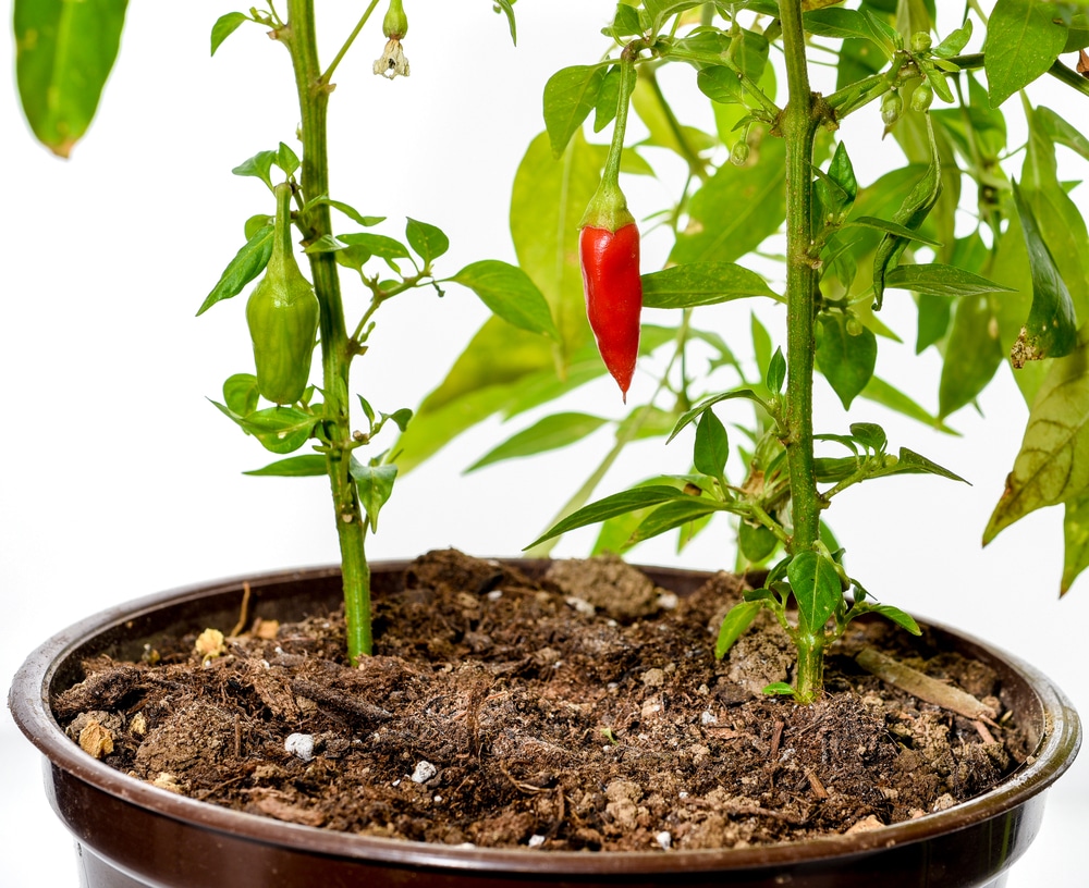 Hot Pepper Plants In Pots