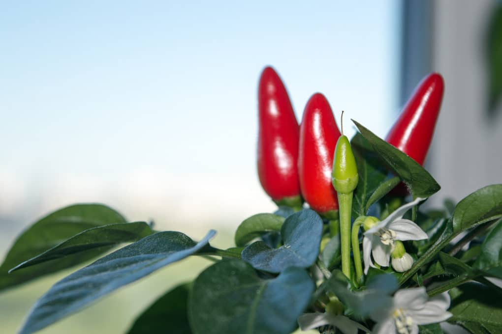 Growing Bell Peppers Indoors » All the Top Tips