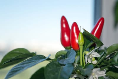 growing-hot-peppers-indoors