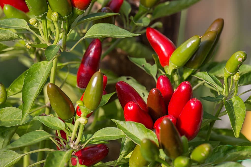 When to Pick Jalapeno Peppers » Top Picking Tips