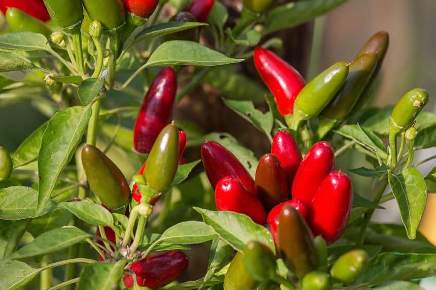 Epsom Salt and Peppers Garden.eco