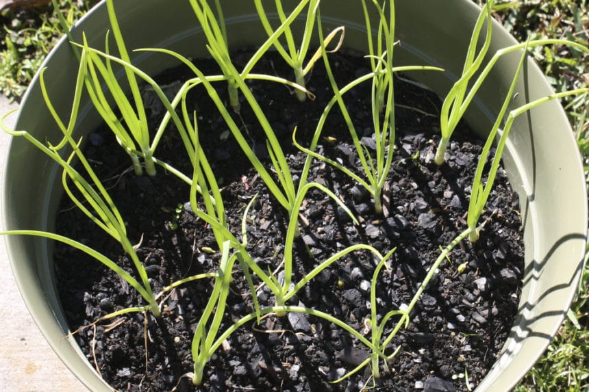 Multiplier onions top tips on green onions or scallions