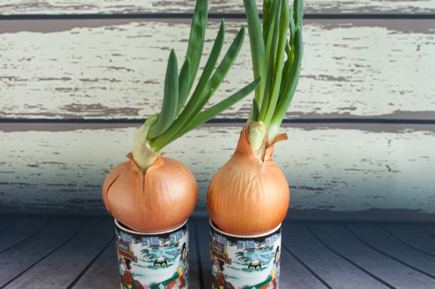 Multiplier Onions » Top Tips on Green Onions or Scallions