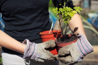 growing-raspberries-in-containers