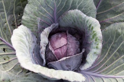 growing-red-cabbage