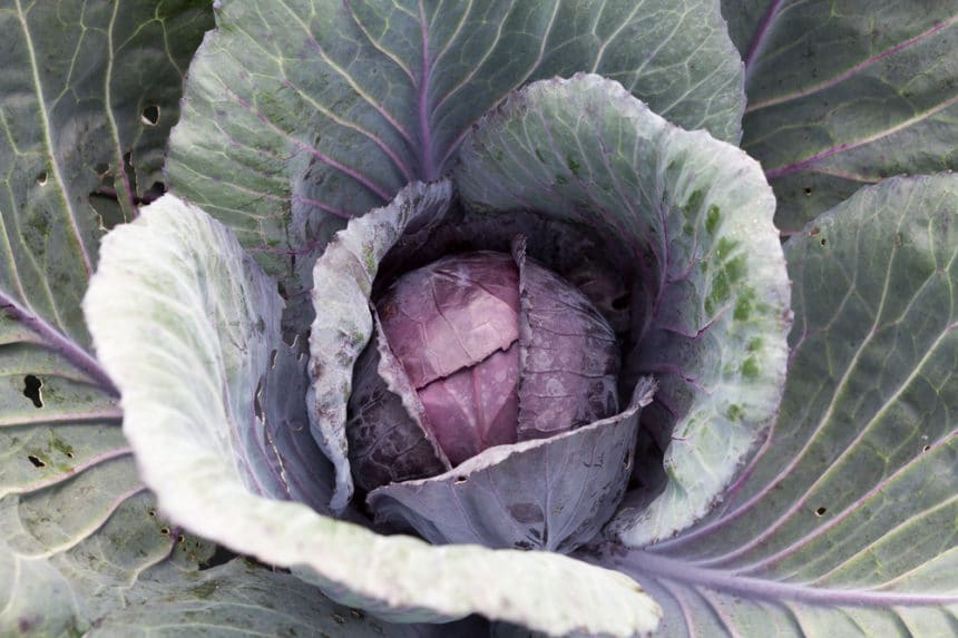 Growing Cabbage Top Tips To Grow Like A Champ 