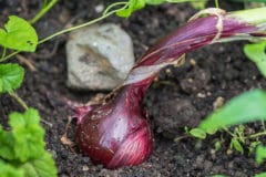 growing-red-onions