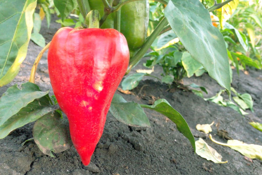 Growing Habanero Peppers » Top Tips for Success