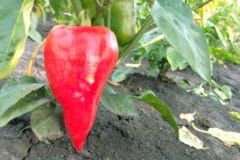 growing-red-peppers