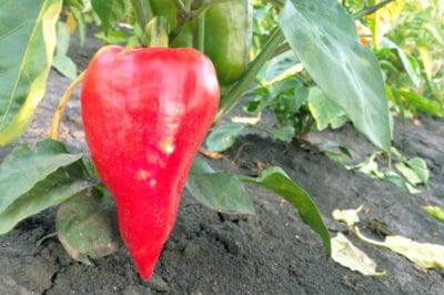 growing-red-peppers