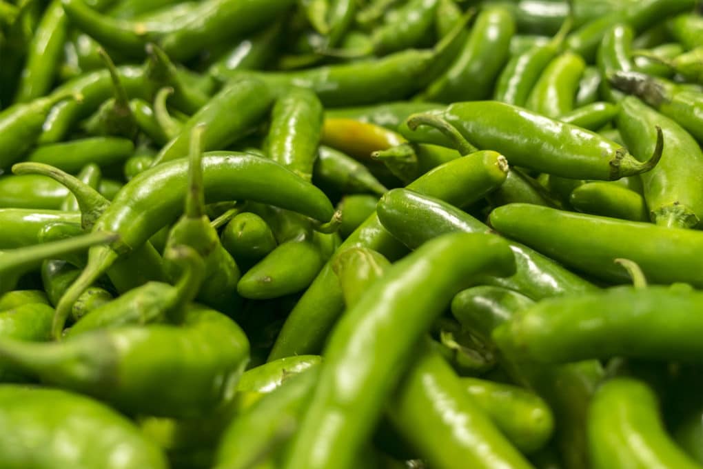 When to Pick Serrano Peppers » Pro Picking Tips