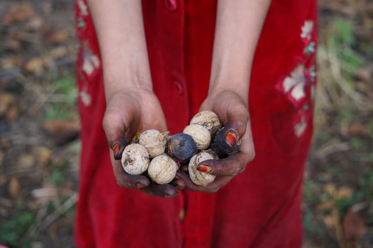 Harvesting Black Walnuts Worth All the Hard Work! Garden.eco